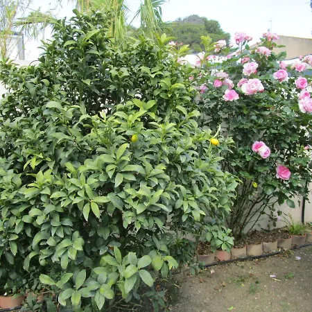 Les Palmiers * Vias